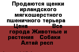 Продаются щенки ирландского мягкошерстного пшеничного терьера › Цена ­ 30 000 - Все города Животные и растения » Собаки   . Алтай респ.
